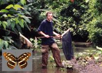 Corcovado, Costa Rica 2002. My first collecting in a proper rain forest. The parc rangers confiscated my net. I had a spare mesh and improvised a new one using a y-shaped twig. It was practically useless, but I did get my first <i> Bibblidinae </i>: <i> Catonephele mexicana </i>.